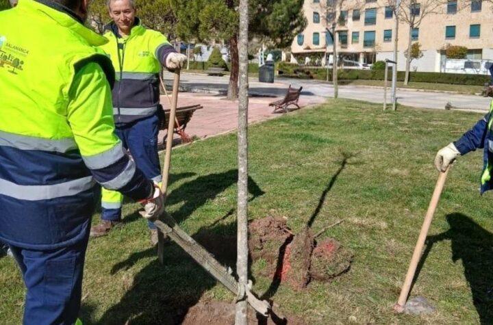 El Ayuntamiento de Salamanca repondrá cerca de 500 árboles en la ciudad durante los próximos meses