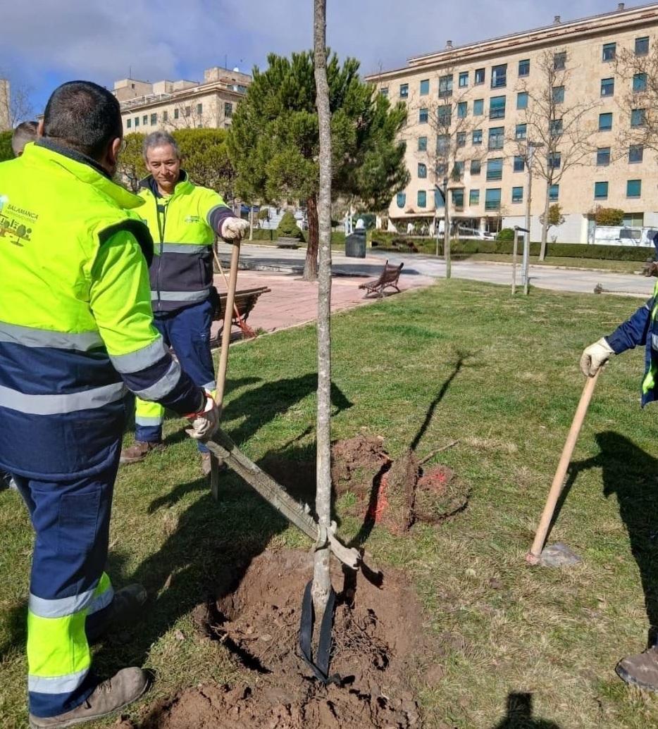 El Ayuntamiento de Salamanca repondrá cerca de 500 árboles en la ciudad durante los próximos meses